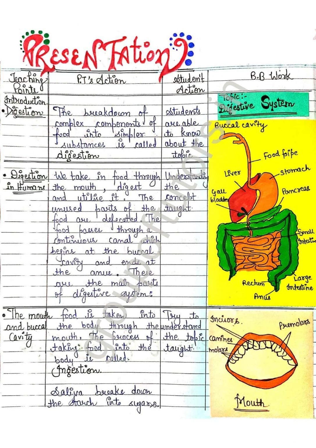 Digestive System Lesson Plan Biology - Group Of Tutors